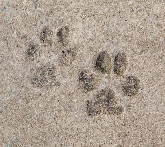 Pets welcome (€) ALEGRIA Mar Mediterrania  Santa Susanna
