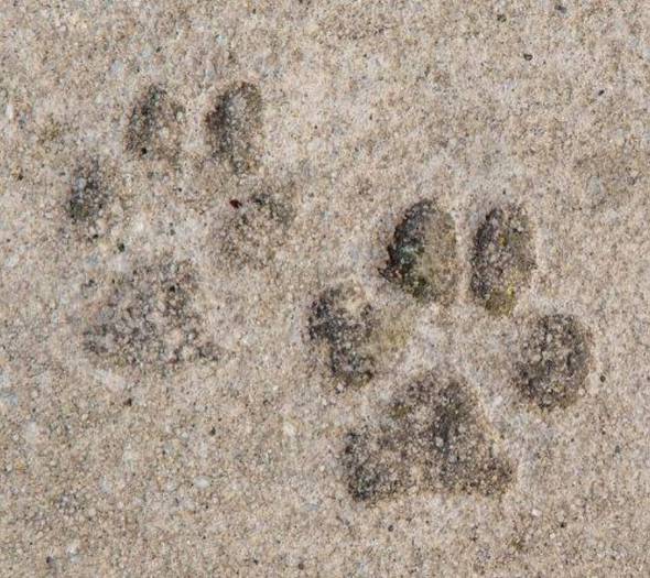 Pets welcome (€10/day. max 8kg) ALEGRIA Cabo De Gata  Retamar