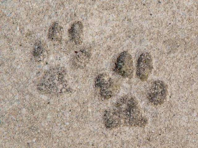 Pets welcome (€10/day. max 8kg) ALEGRIA Cabo De Gata  Retamar