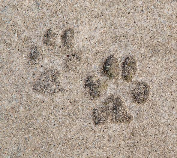 Pets welcome (€)  ALEGRIA Barranco Playa de las Américas