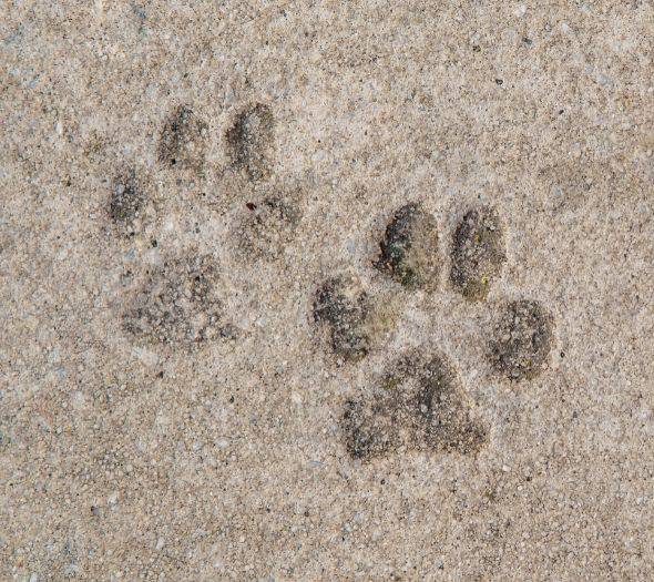 Pets welcome (€) Portomagno by Alegria Hotel Aguadulce