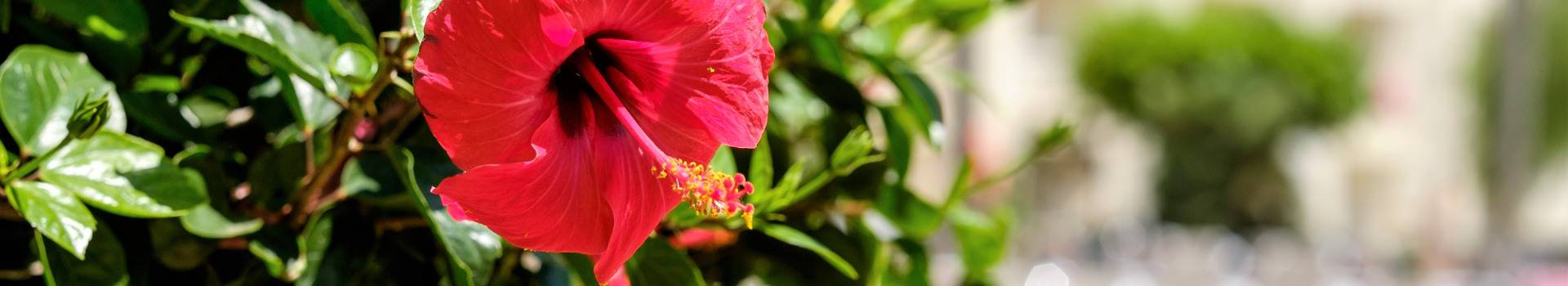 Alegria Hotels - Aguadulce - Alegria Hotels - Aguadulce -